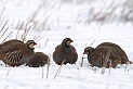 Red-legged partridges - B